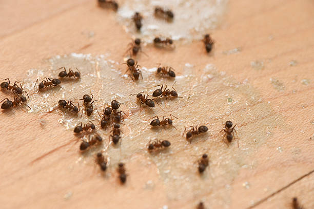 Best Local Pest Control Services  in West Valley City, UT
